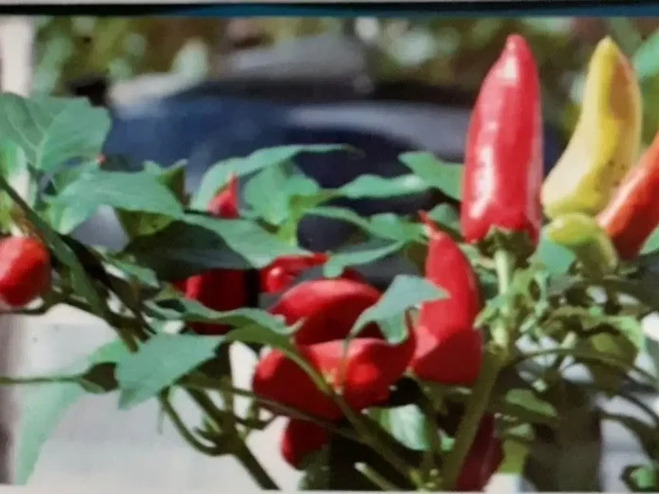 Billede 1 - Chili frø