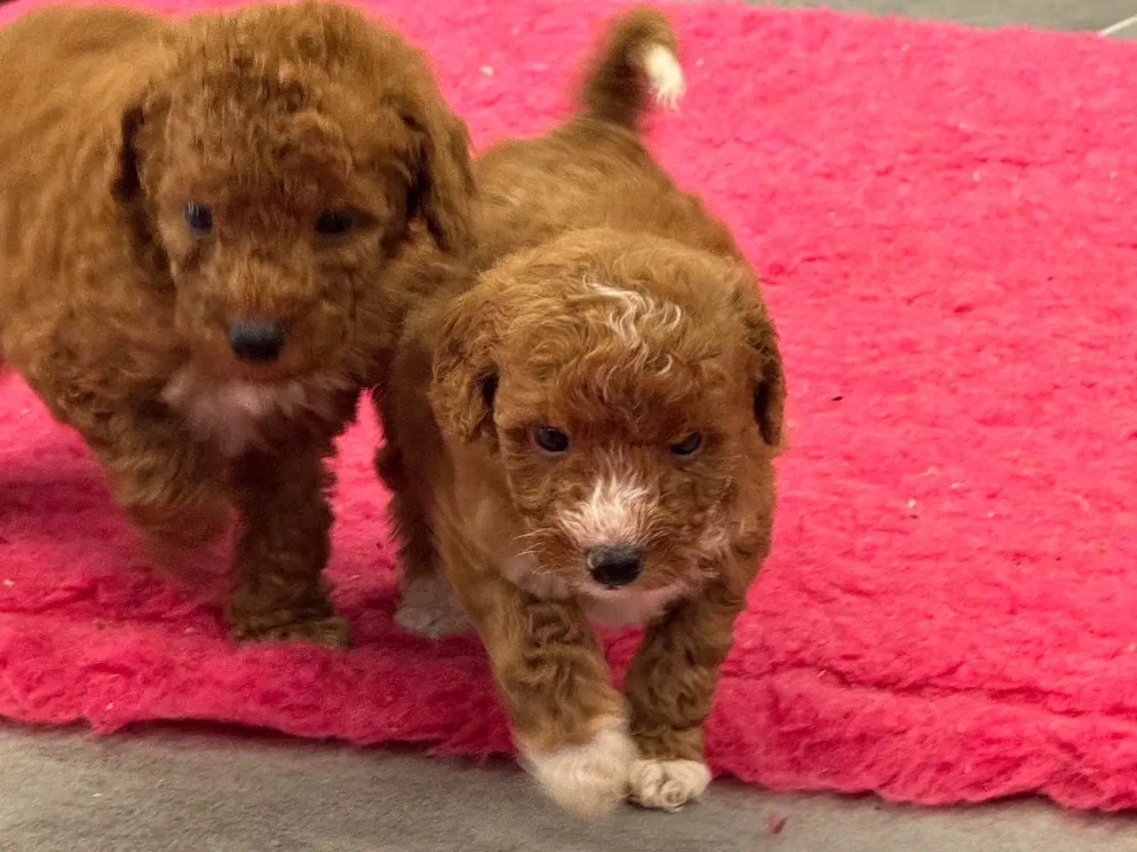 Billede 14 - 🐾✨ Skønne Maltipoo hvalpe klar til deres nye fami