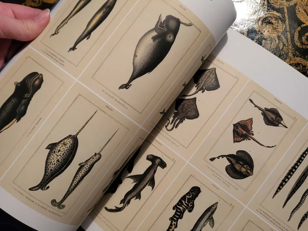 Billede 6 - Kunstbog om havet 