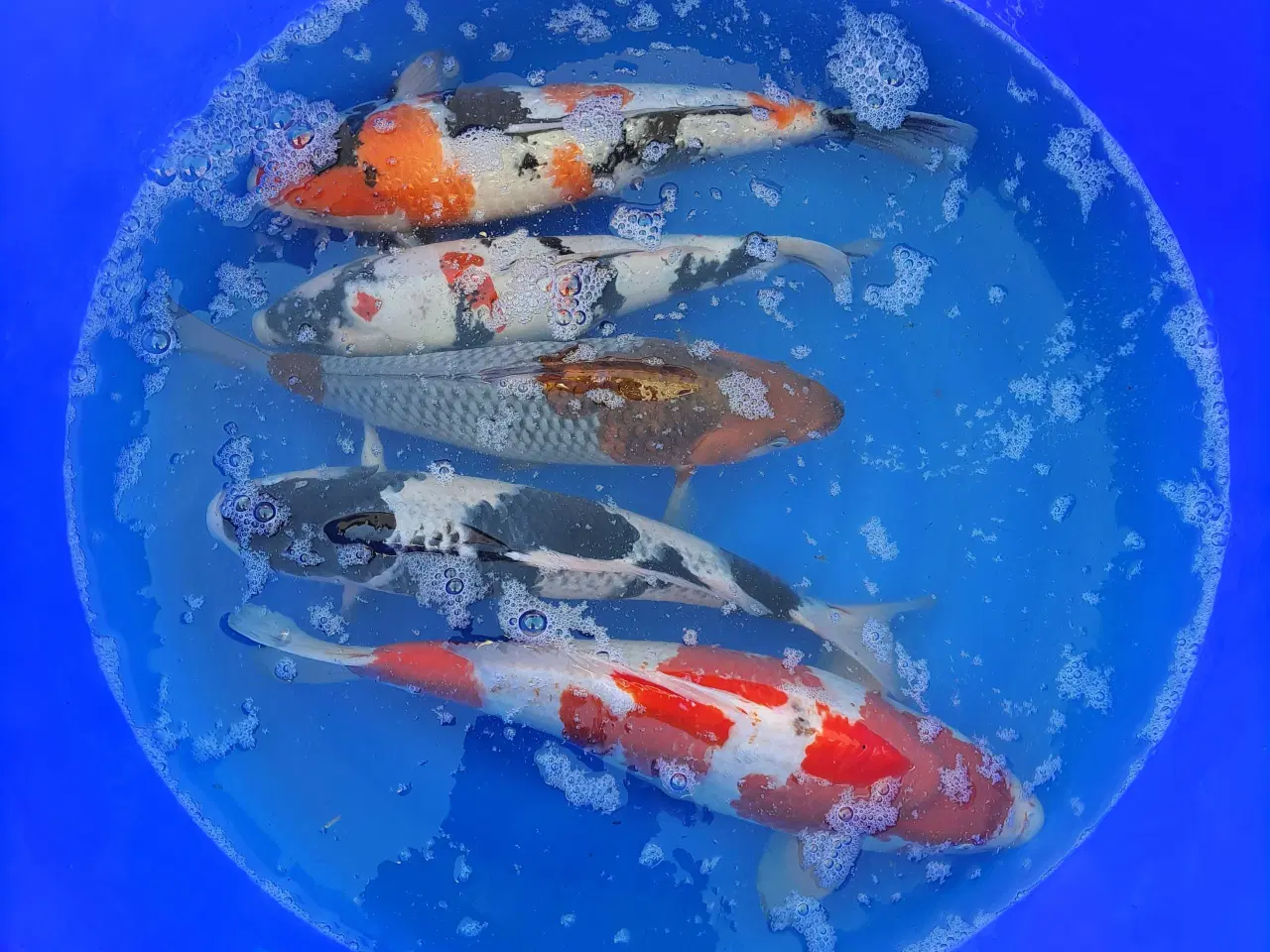 Billede 12 - Koikarper 