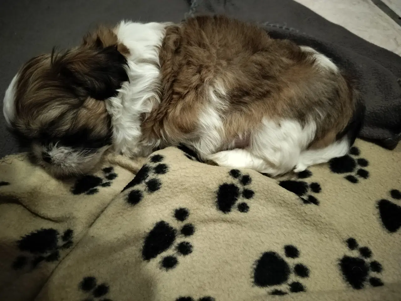 Billede 4 - Shih Tzu hvalp