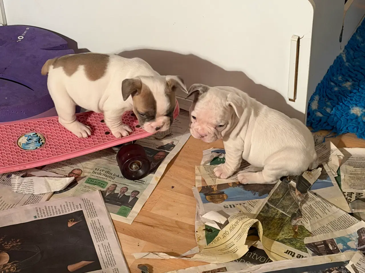 Billede 8 - Fransk Bulldog