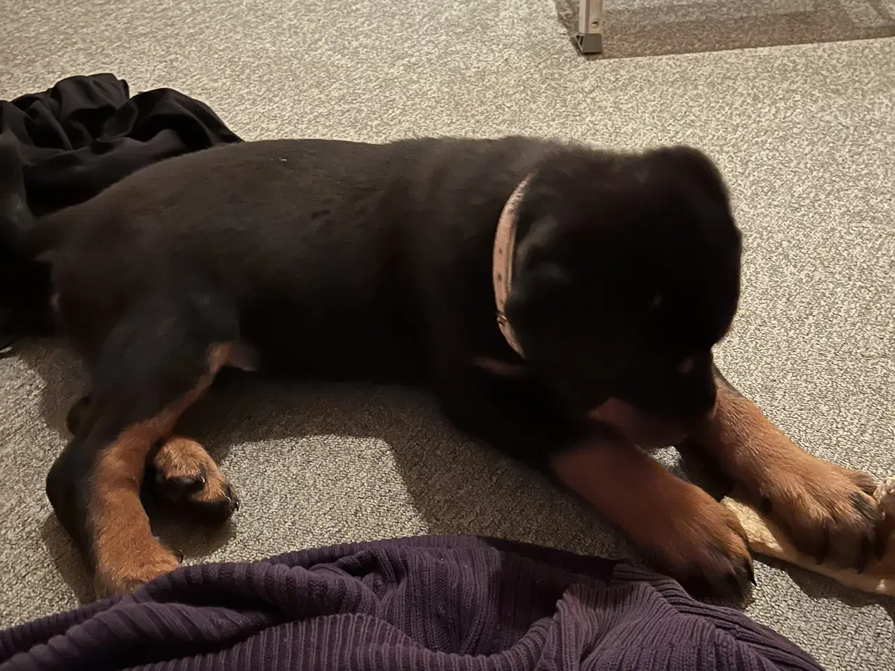 Billede 9 - Kærligt hjem søges til Berta 🐾