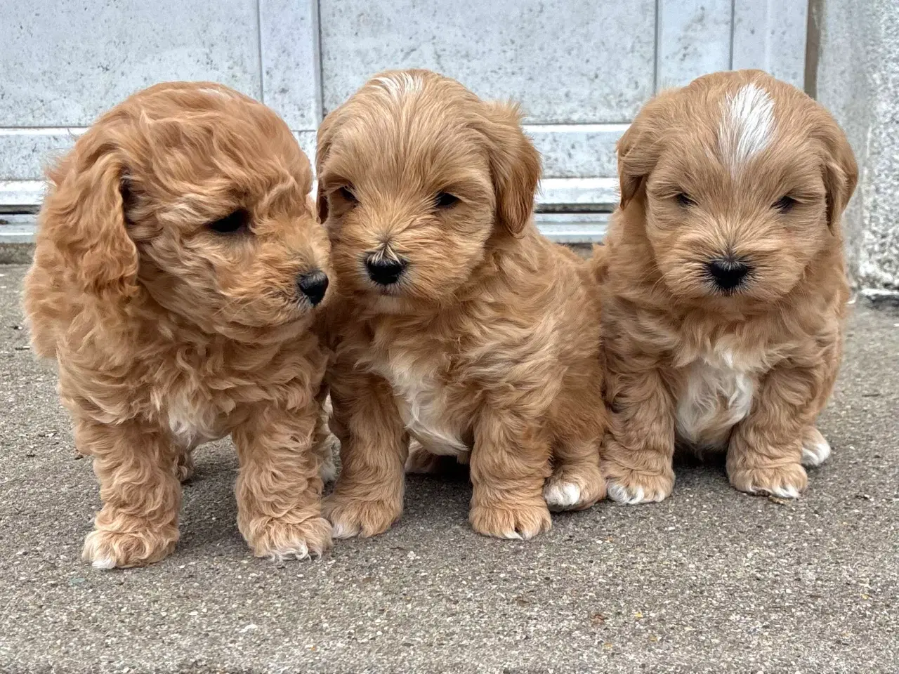 Billede 2 - doodle / cotonpoo / pooton  hvalpe  