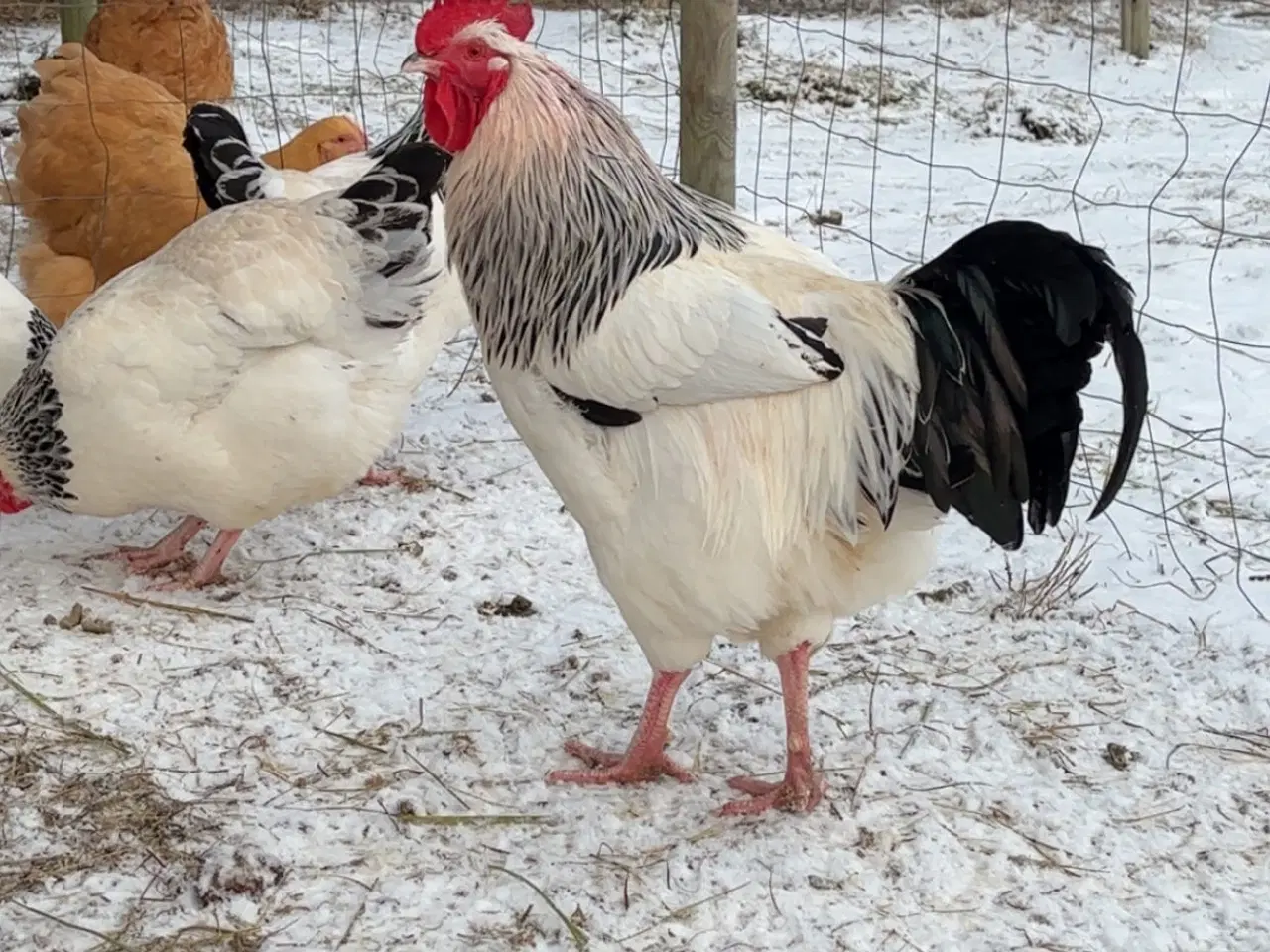 Billede 1 - Stor sussex hane