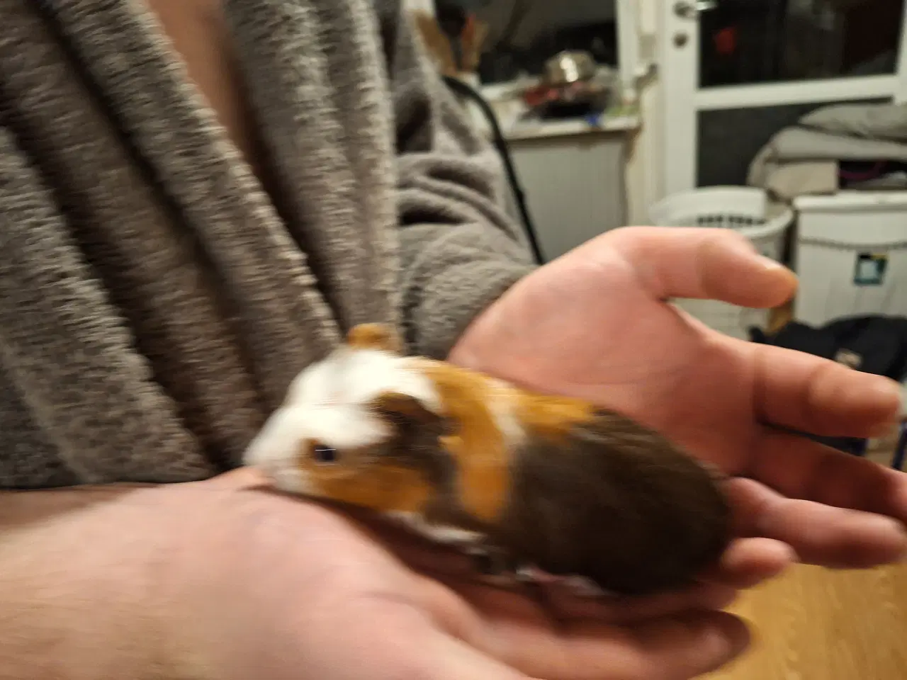 Billede 2 - Marsvine unger klar til nye hjem 2 jan