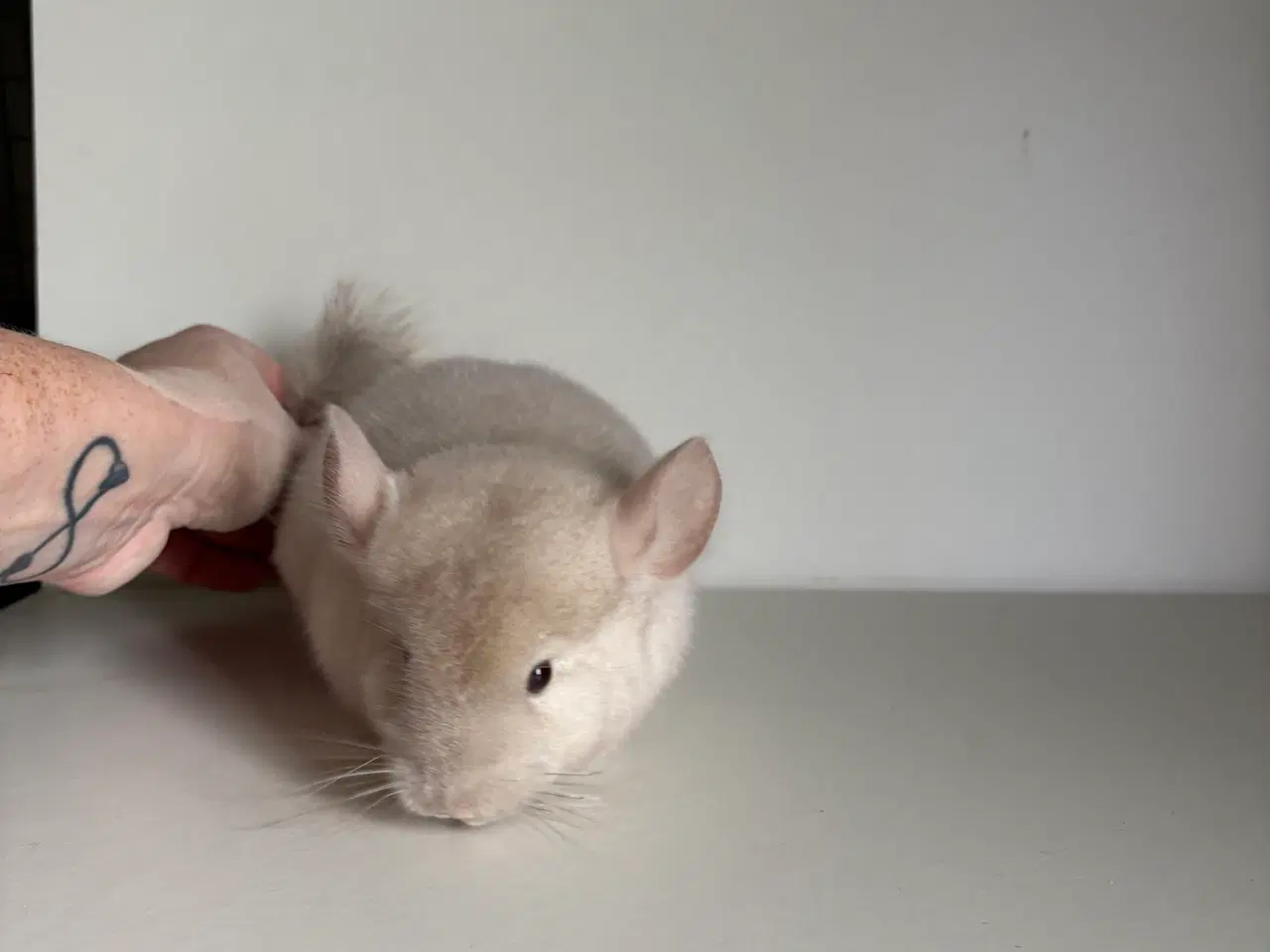 Billede 3 - Beige HAN chinchilla 