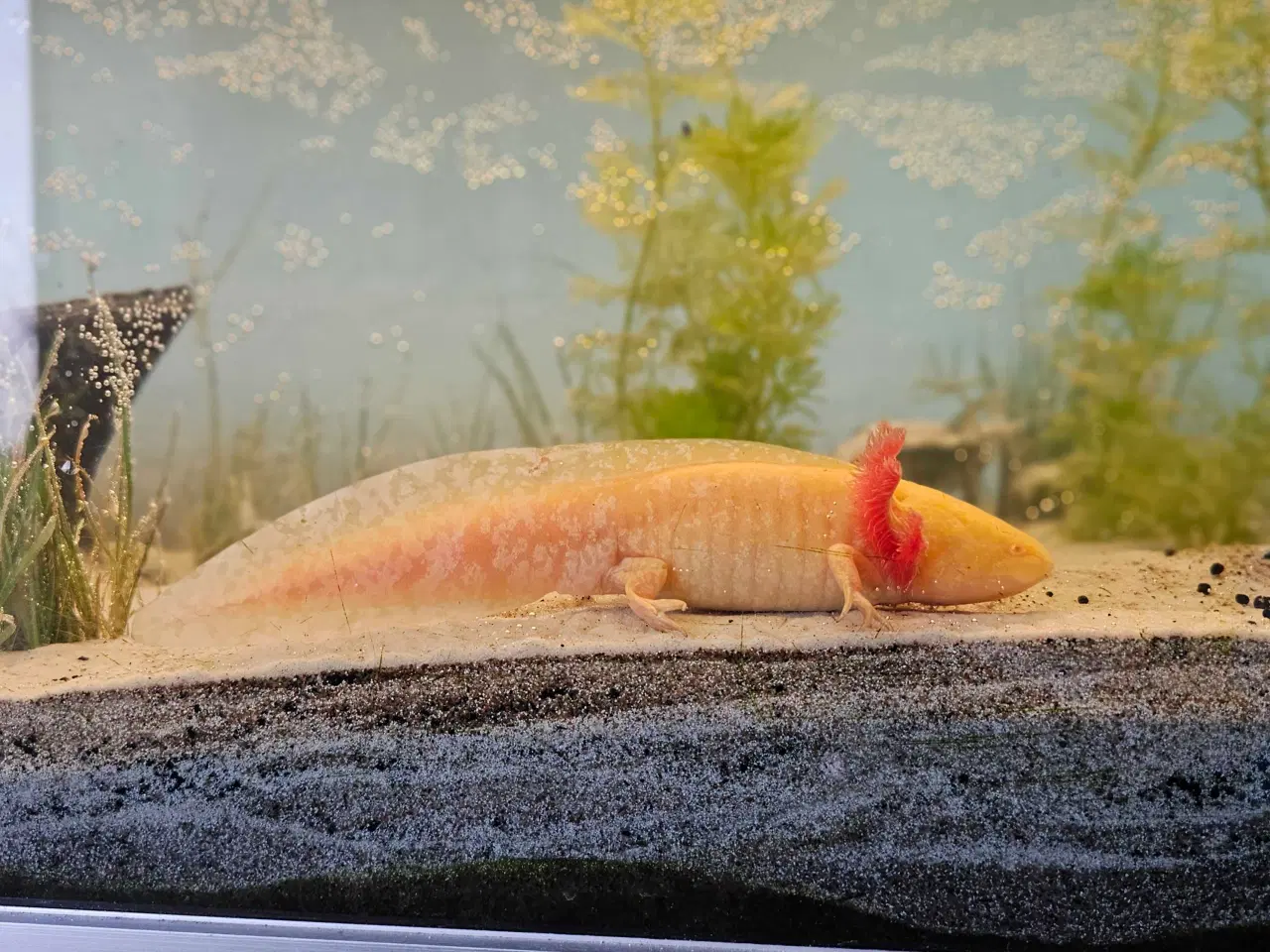 Billede 15 - Axolotl Avlsstamme 