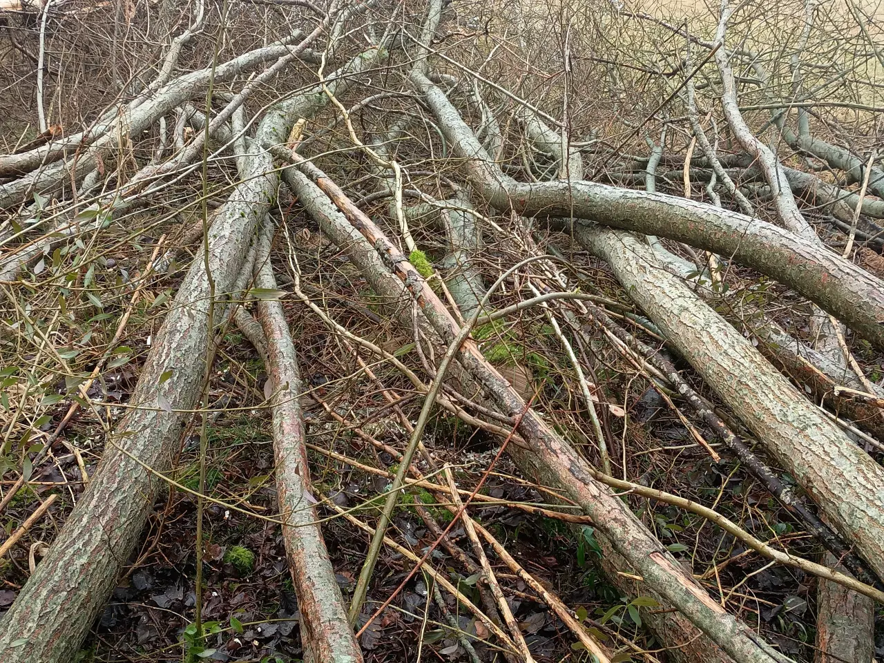Billede 3 - Piletræer, høje, slanke ca. 15 år gamle.