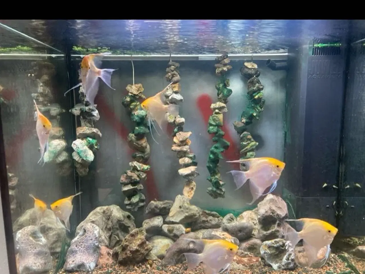 Billede 1 - Skalaer sælges