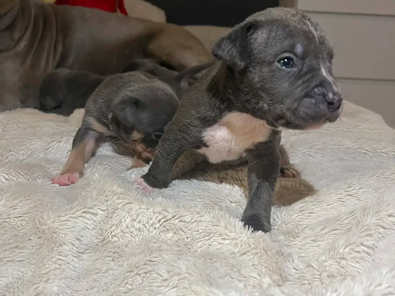 Billede 14 - American bully 🐶 