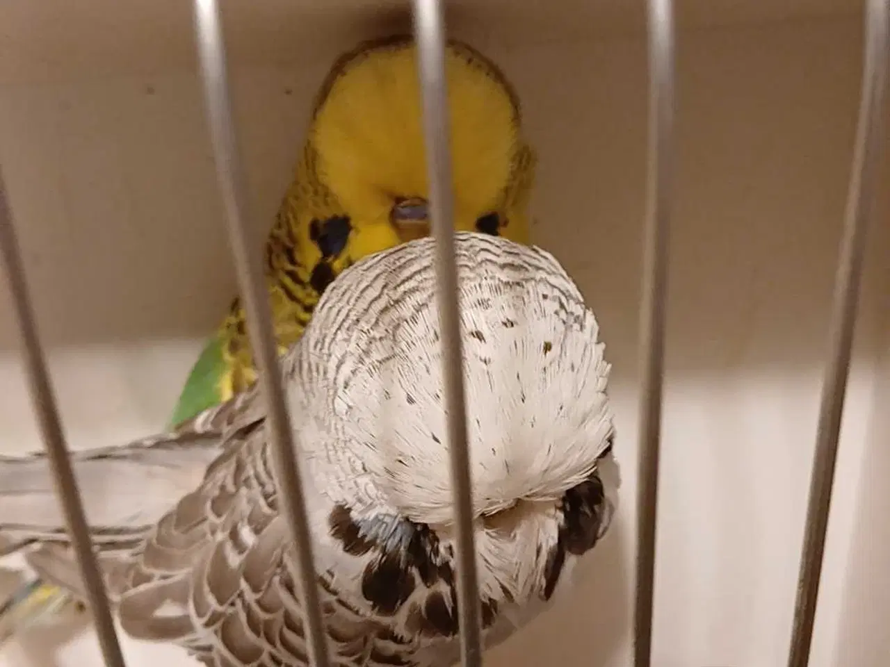 Billede 2 - 1 par Engelske undulater 