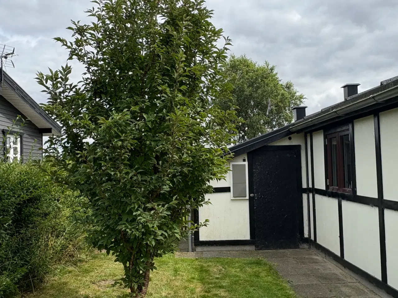 Billede 11 - 🌿 Kolonihave til salg i HF Granholt – Hadsten 🌿