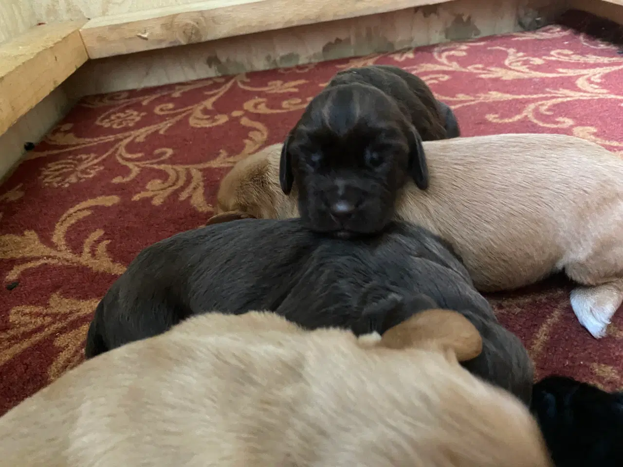 Billede 3 - FT Cocker Spaniel hvalpe