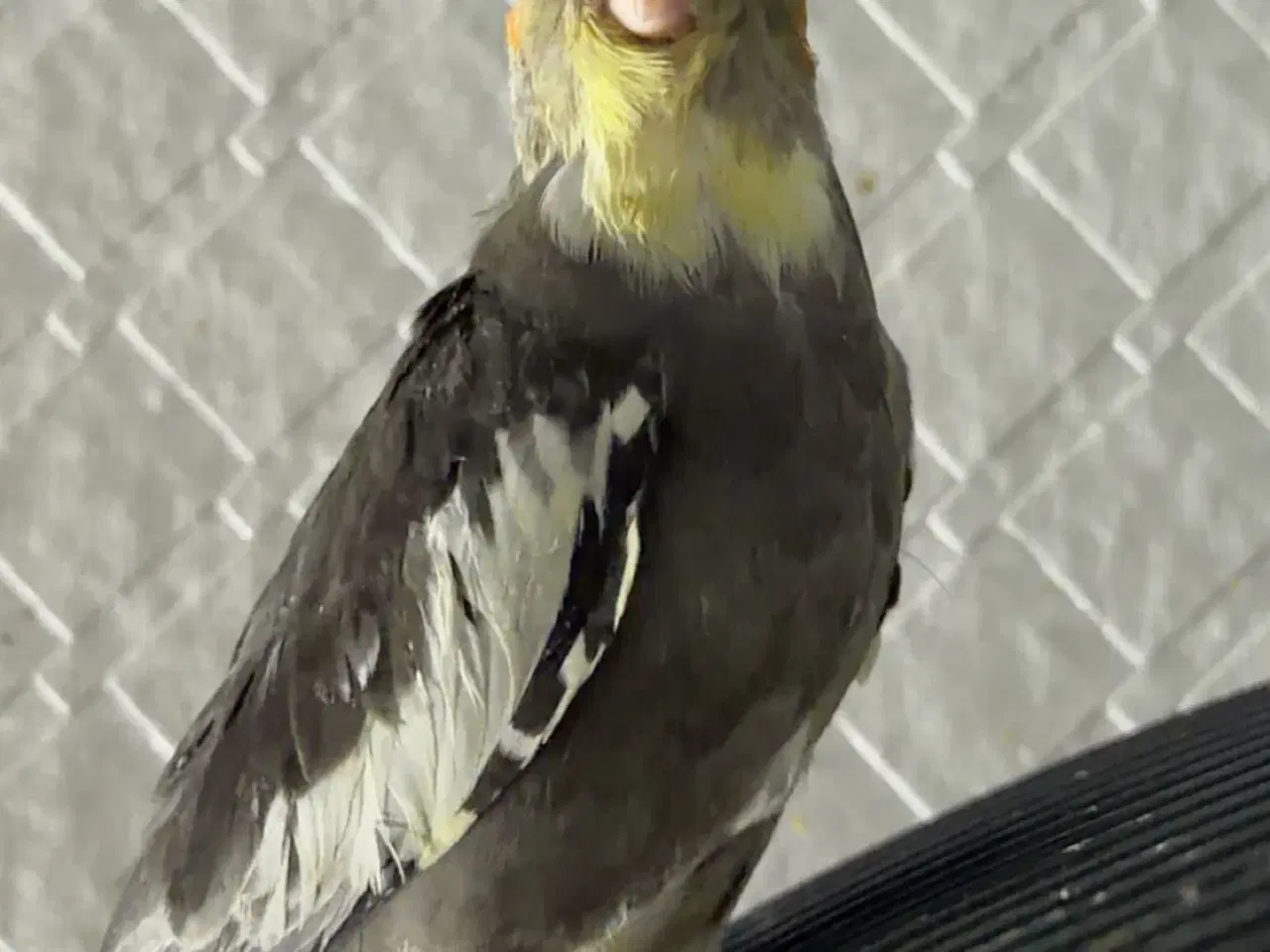 Billede 7 - 100% Tammr nymfeparakit unger