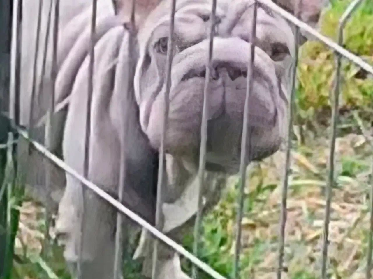 Billede 10 - Fransk Velvet bulldog dreng.