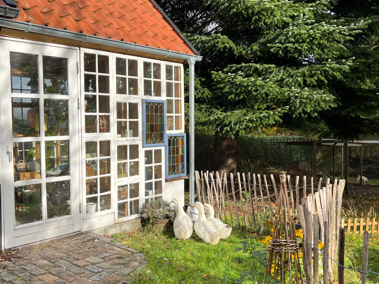 Billede 2 - Landænder