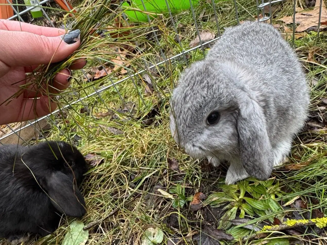 Billede 10 - Han Dværgvædder unge sælges 