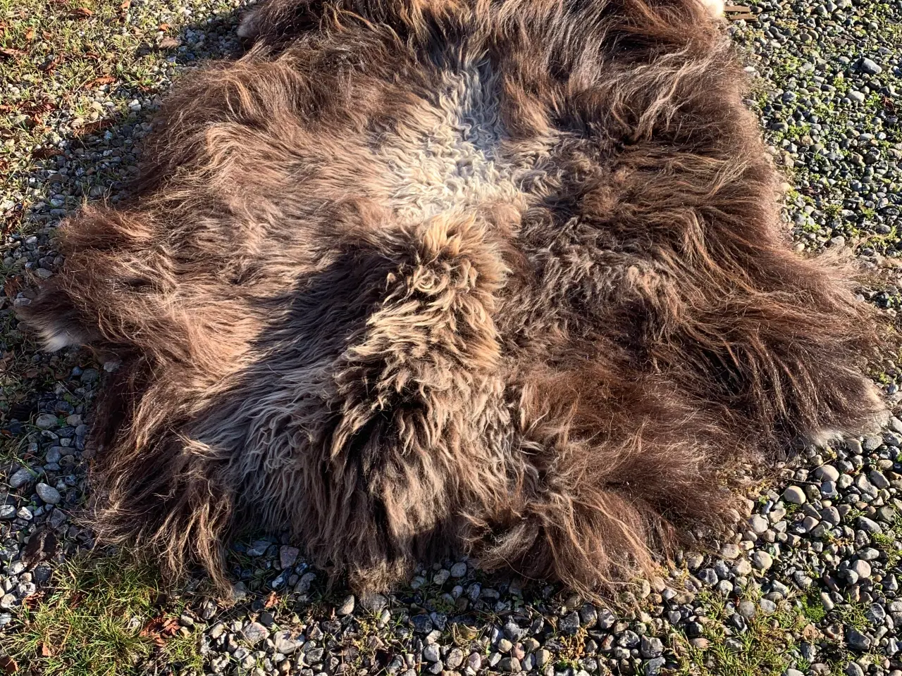 Billede 1 - Moskusokse skind stort