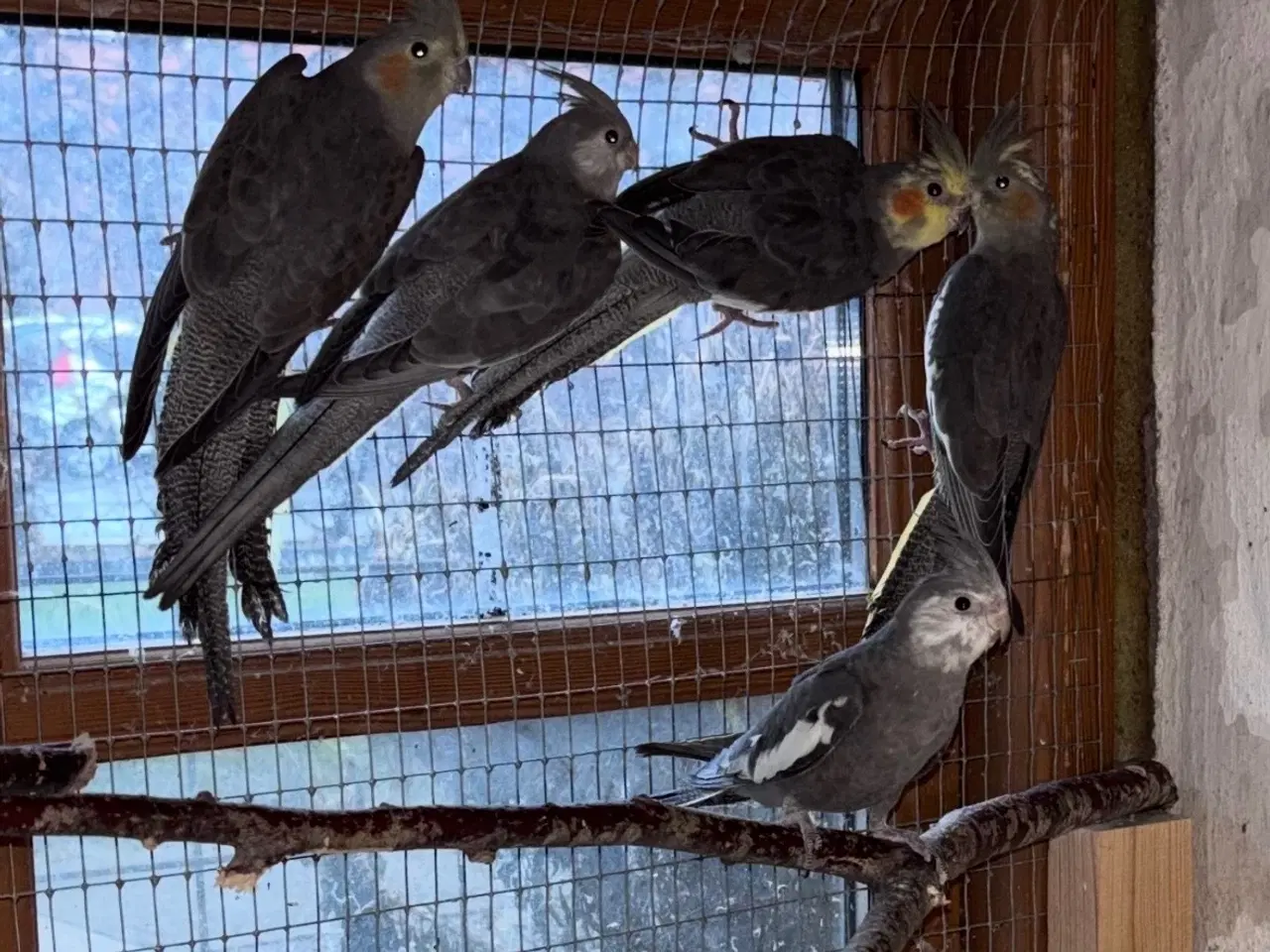 Billede 1 - Nymfer søger nyt hjem