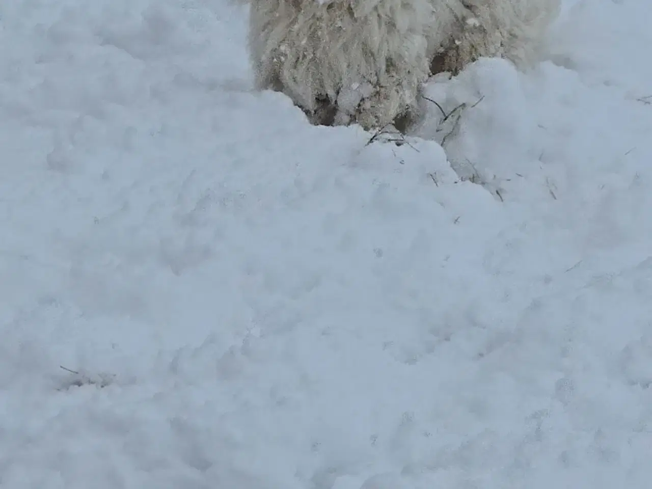 Billede 10 - Malteser hvalpe søger nye hjem ❤️