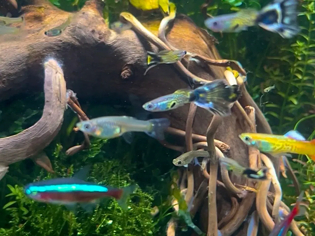 Billede 4 - Green snakeskin guppy (renstammet)