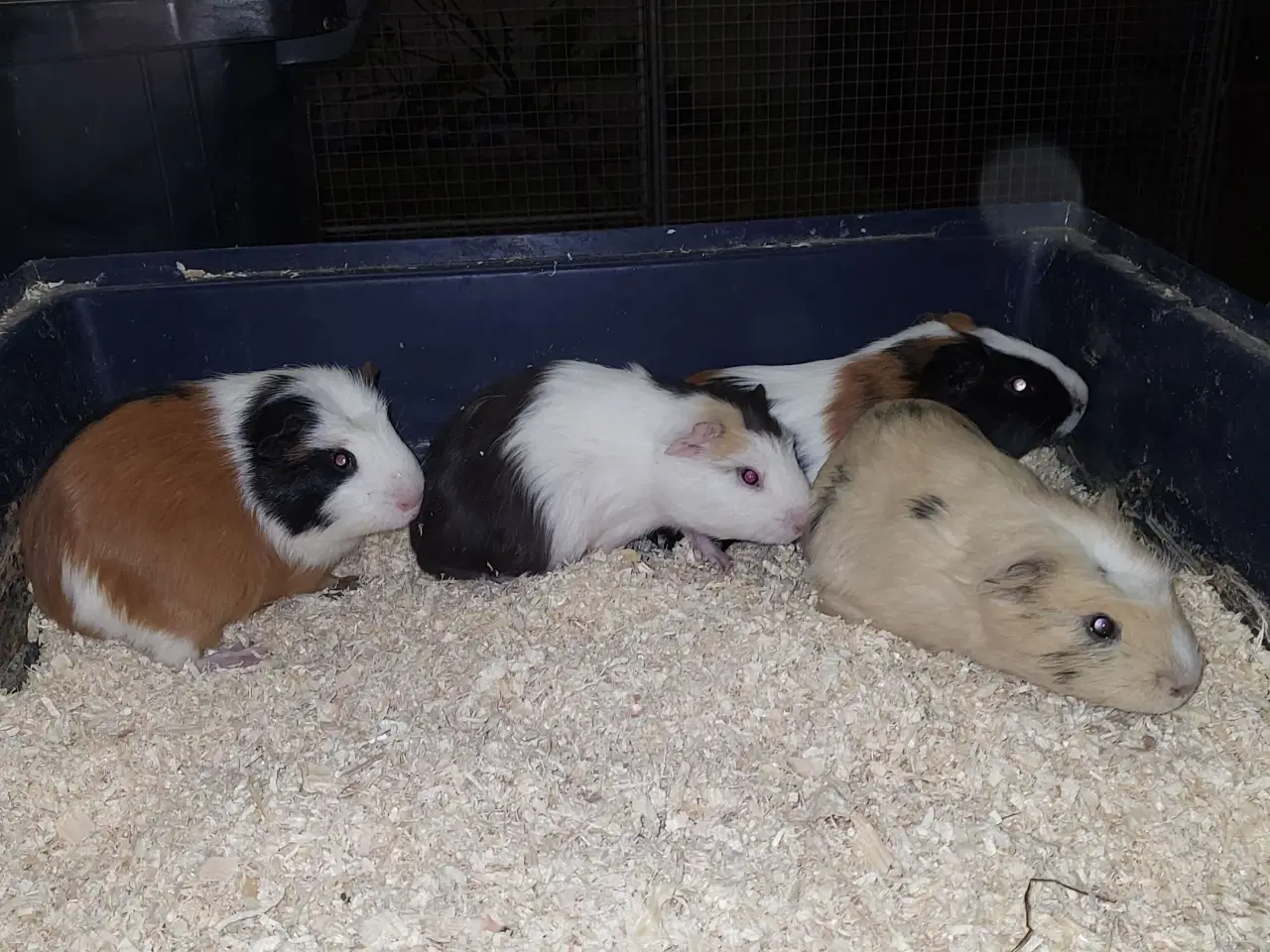 Billede 1 - Marsvine hanner sælges 