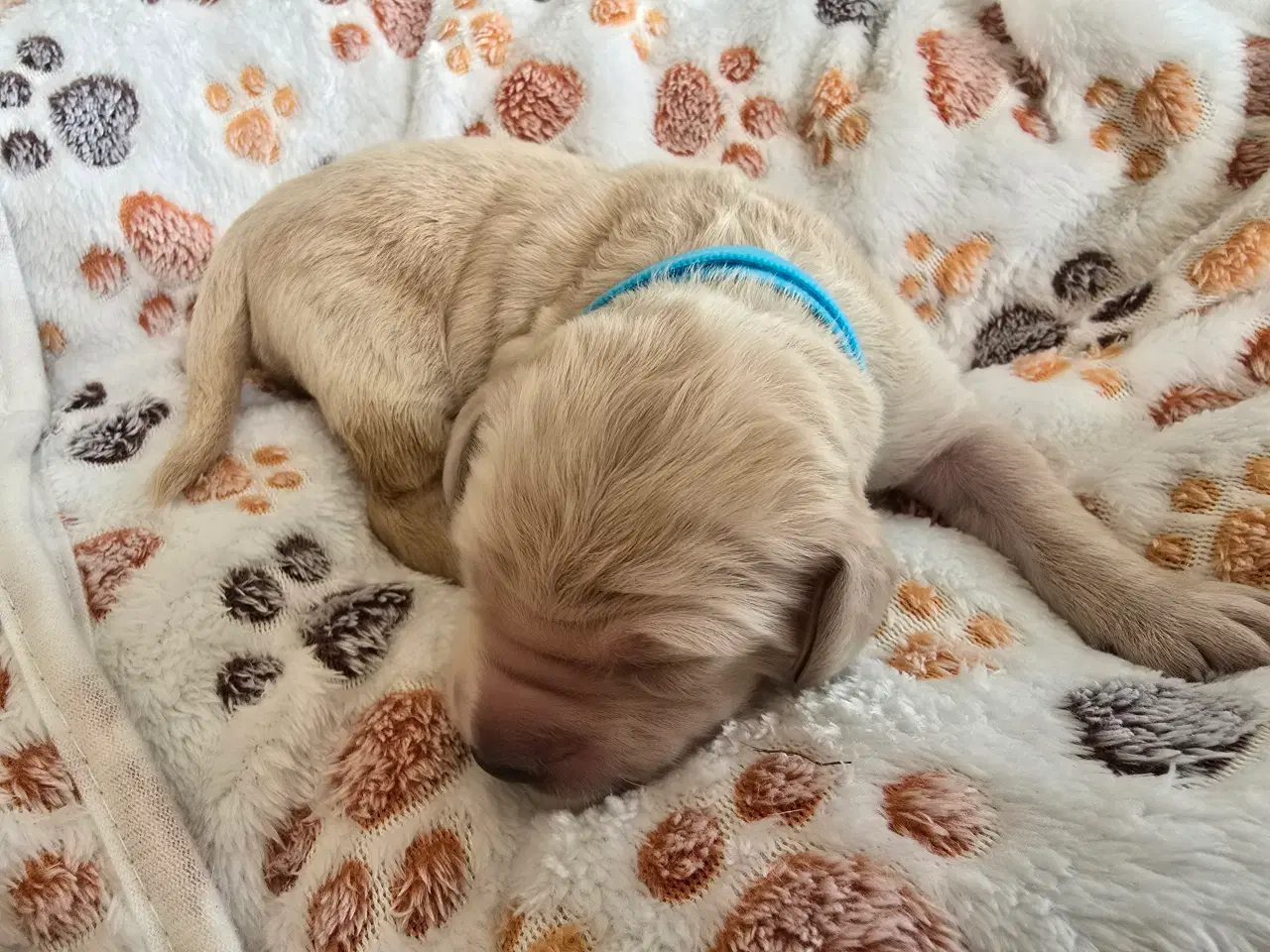 Billede 3 - Golden doodle hvalpe