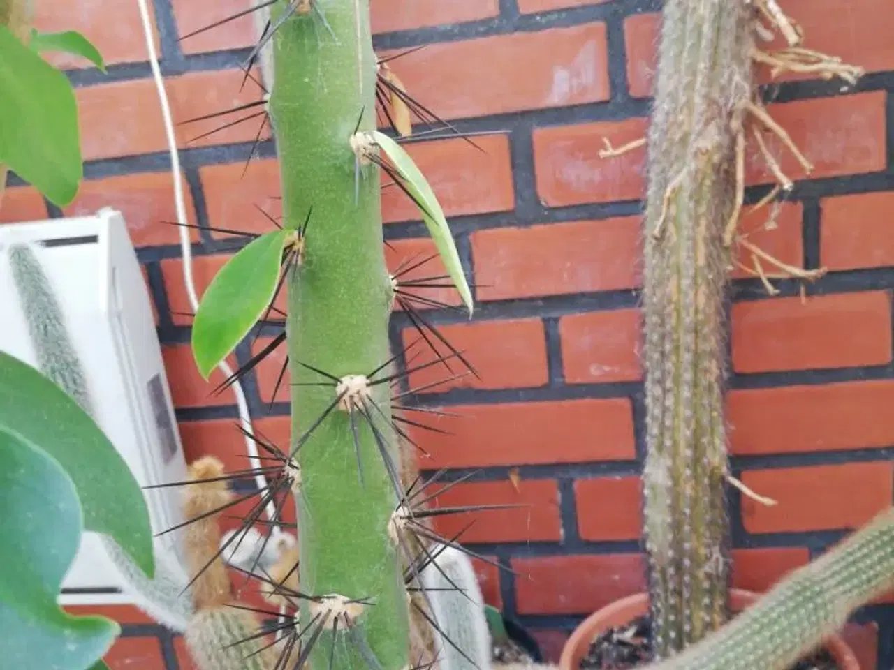 Billede 10 - Kaktus - urform med blade -