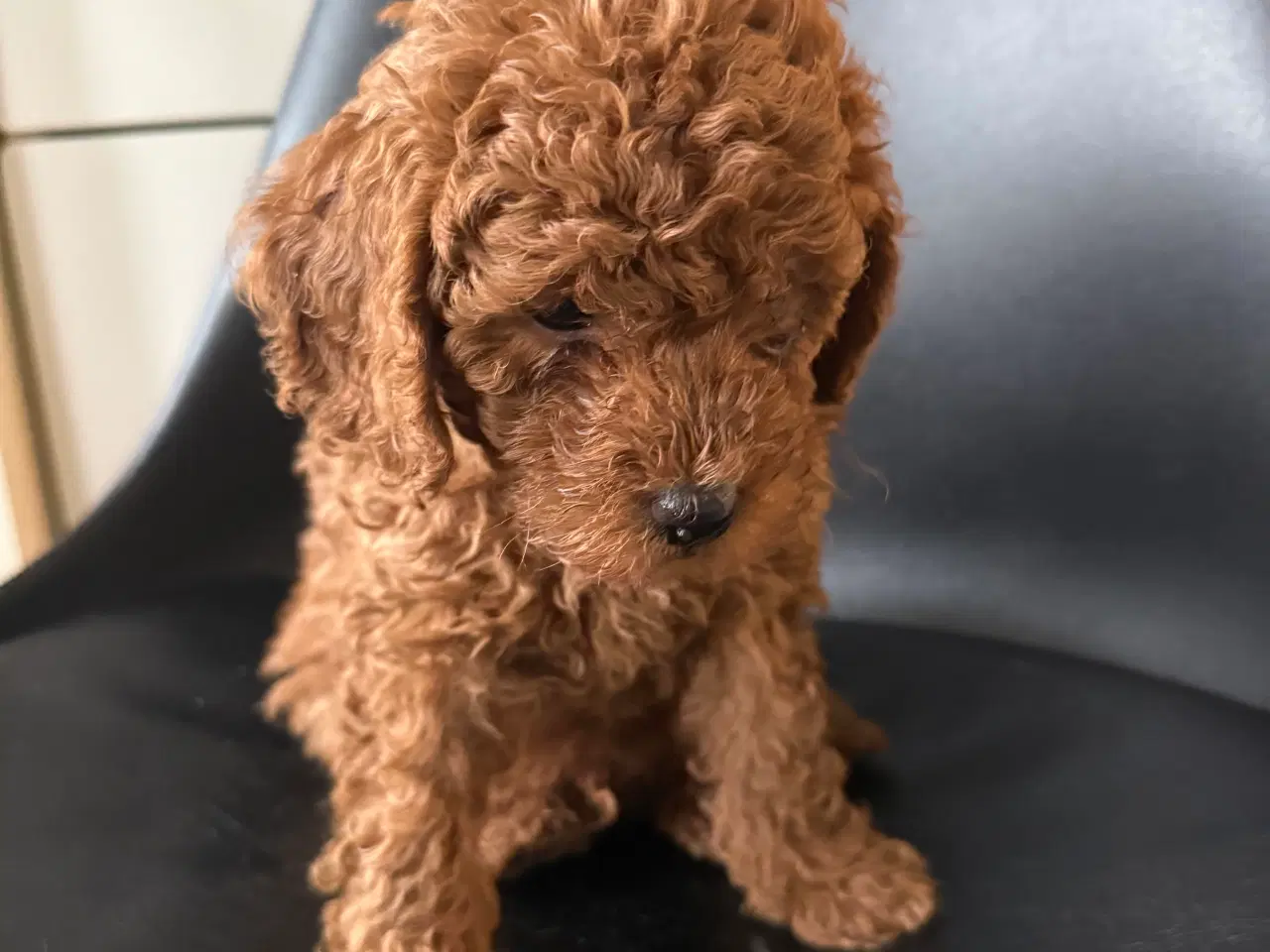 Billede 1 - Toy puddle hvalpe 