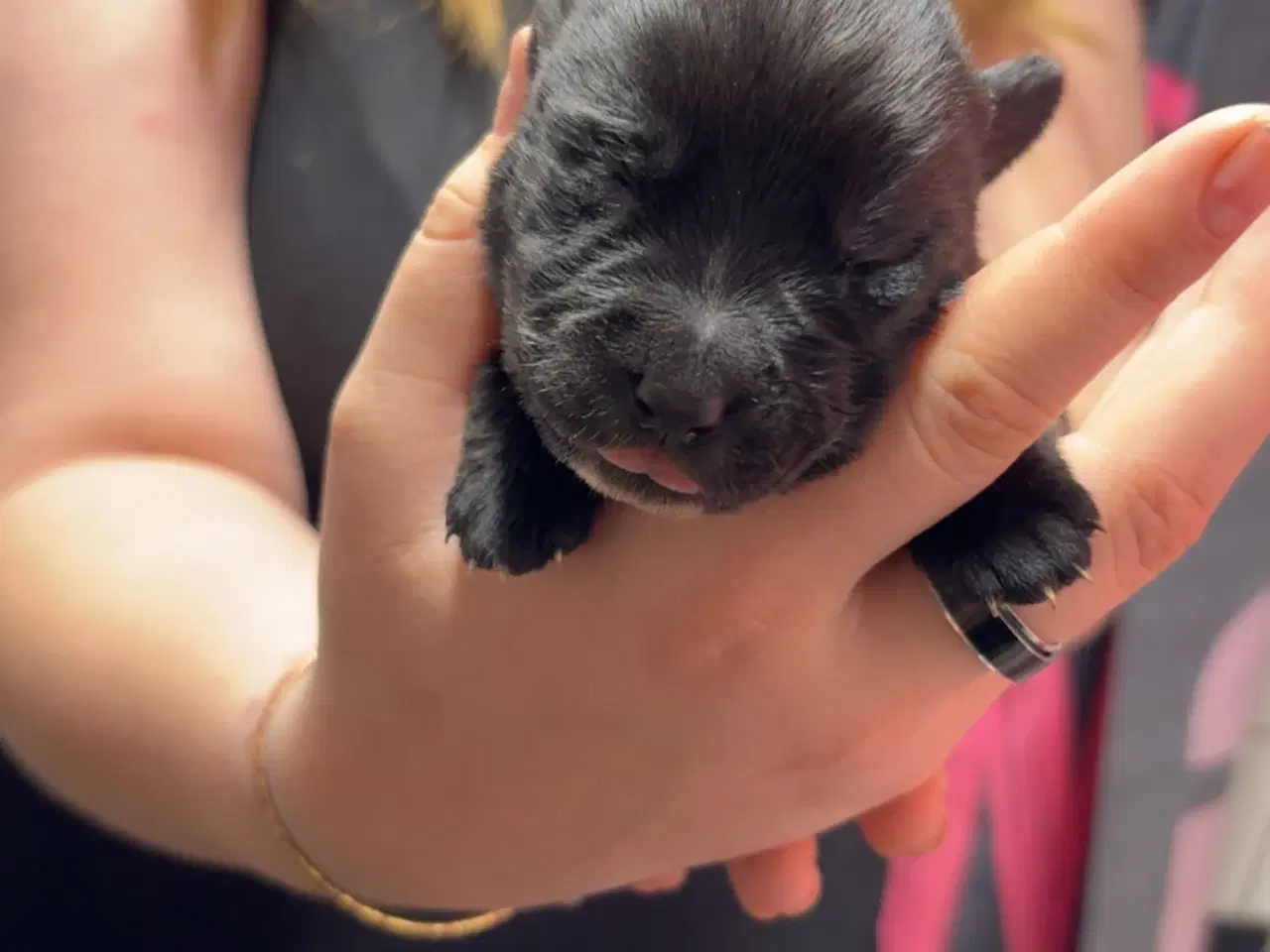 Billede 9 - Skønne hvalpe 