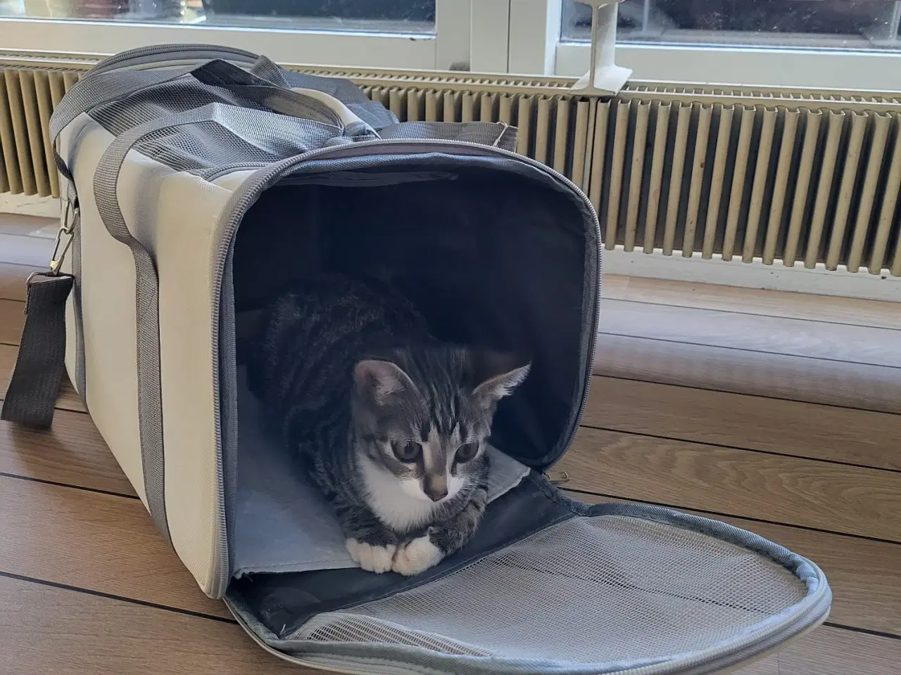 Billede 4 - Huskat med alt tilbehør 