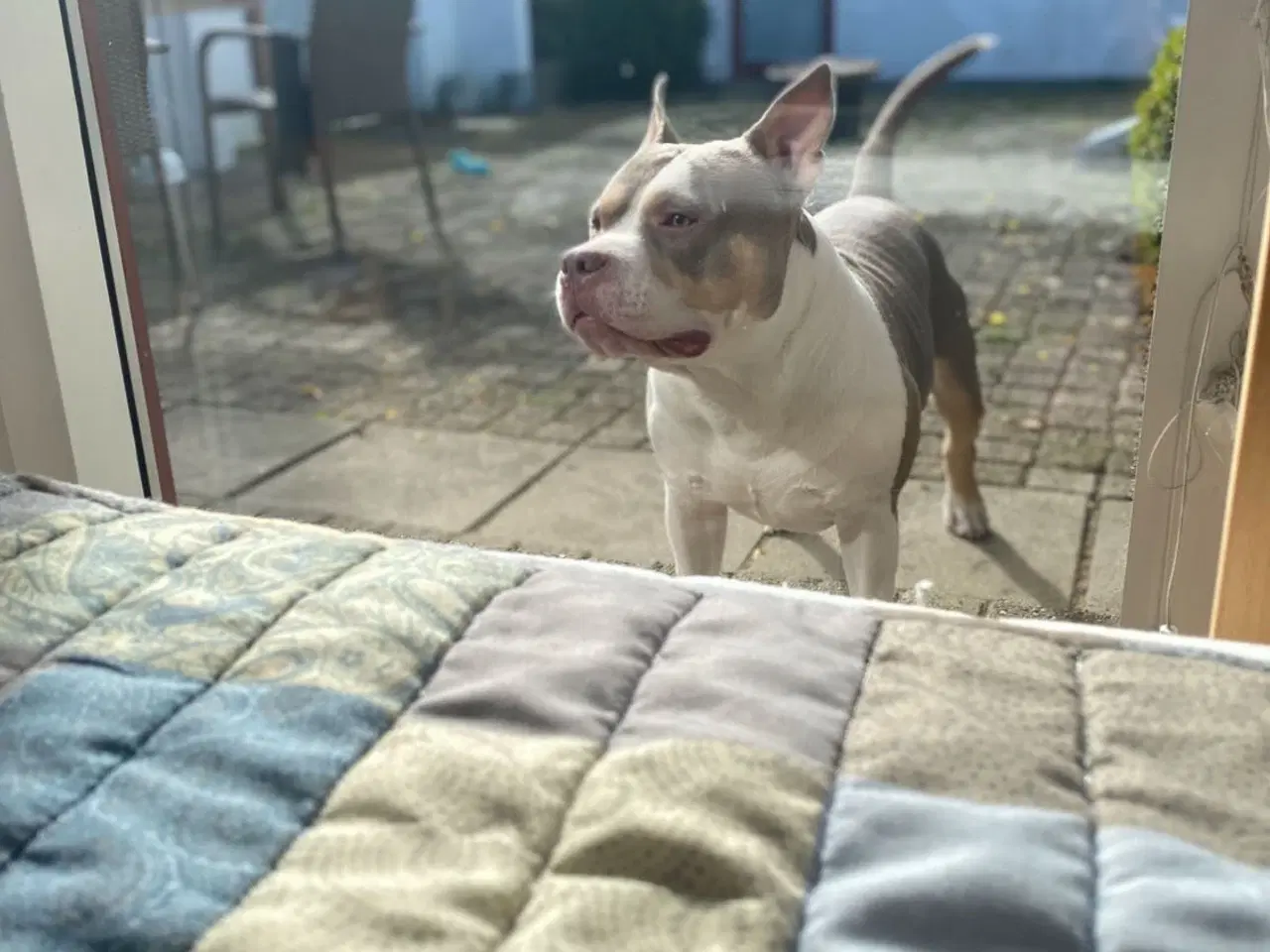 Billede 12 - American bully