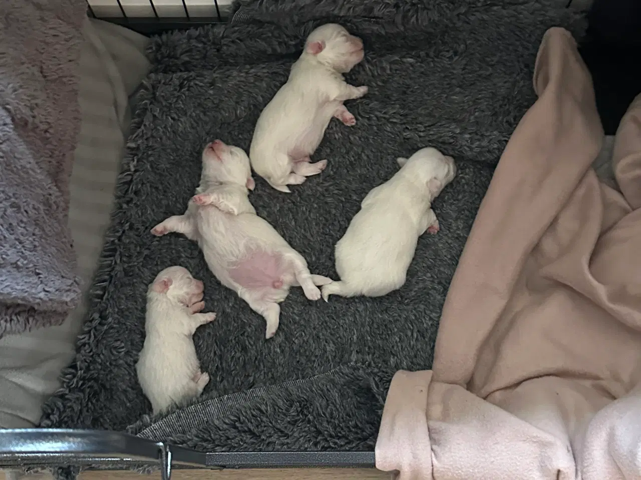 Billede 5 - Lækre coton de tulear hvalpe 