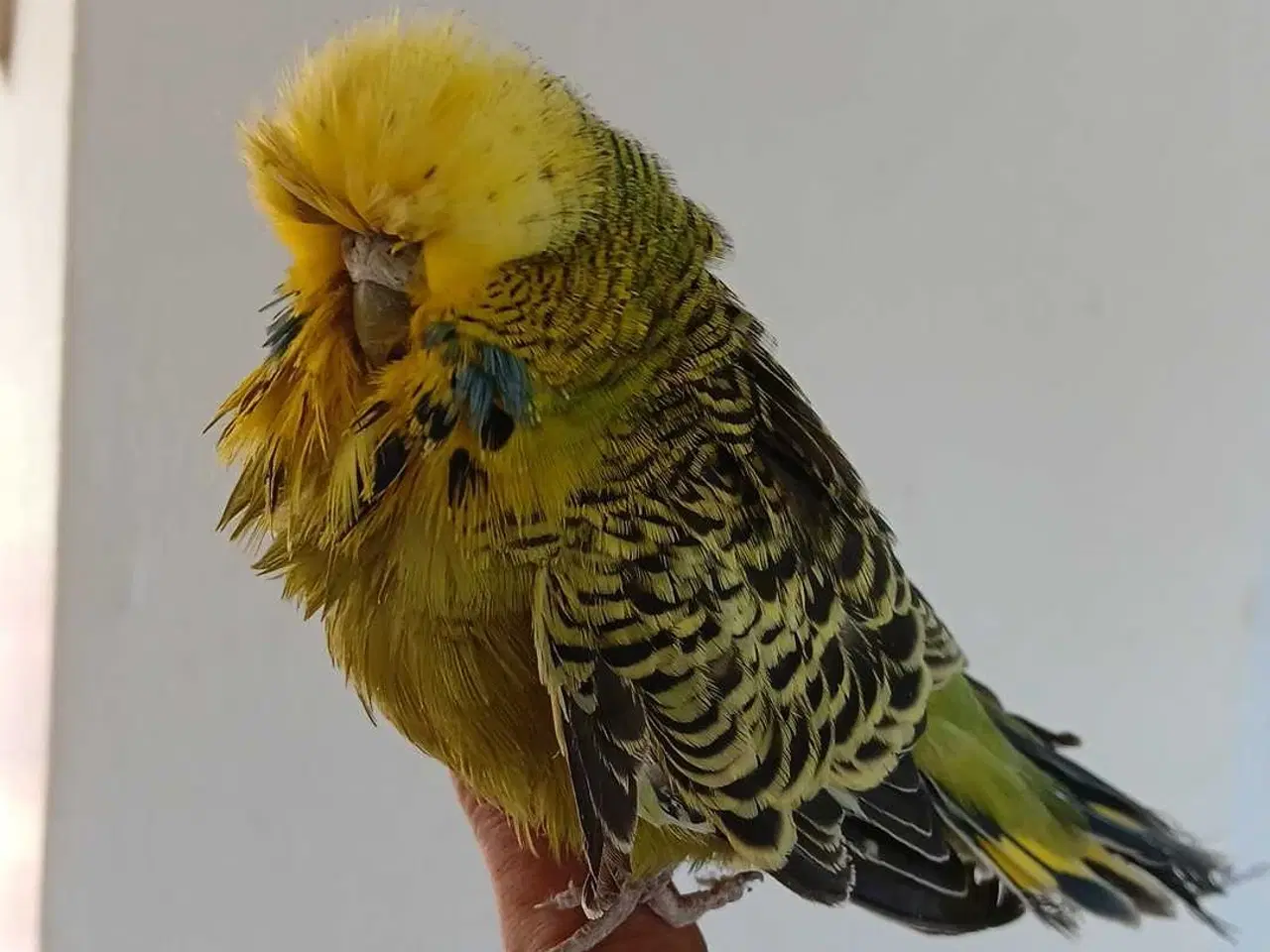 Billede 3 - Engelsk undulat hun, håndvandt