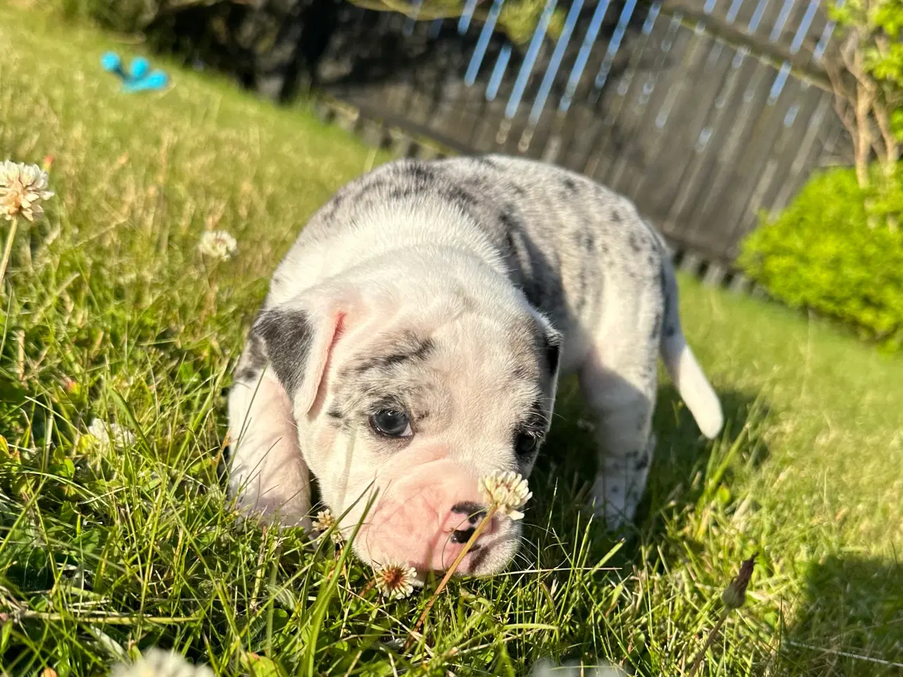 Billede 20 - Old English bulldog hvalpe