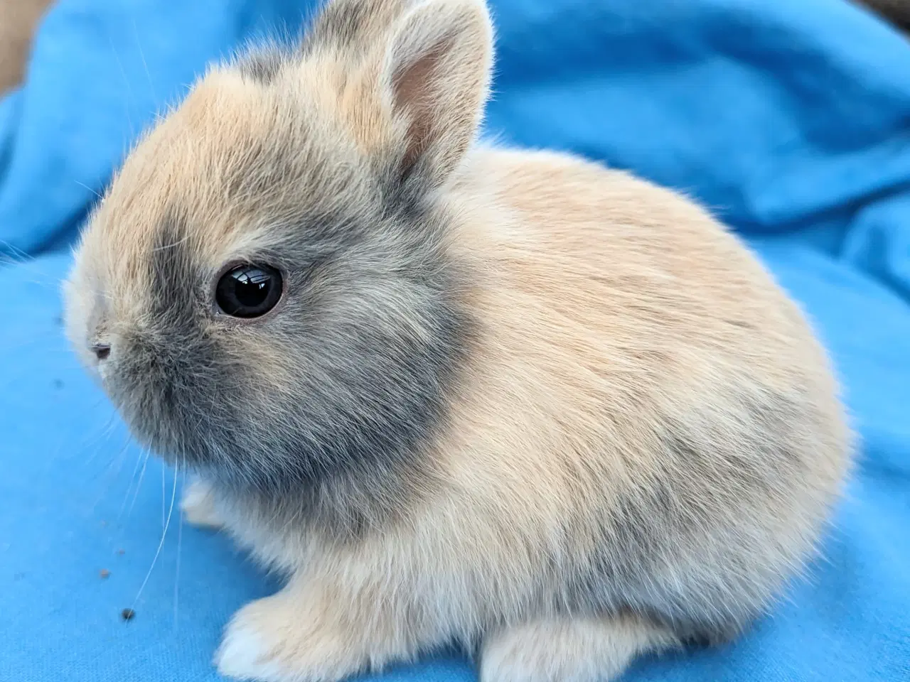 Billede 1 - Hermelin kaninunge sælges
