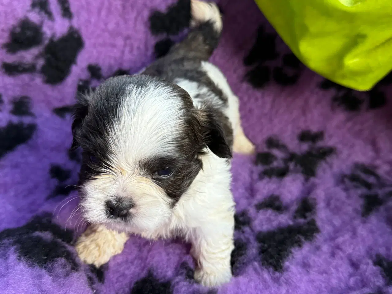 Billede 12 - Shih  tzu-mor/ Coton de Tulear-far