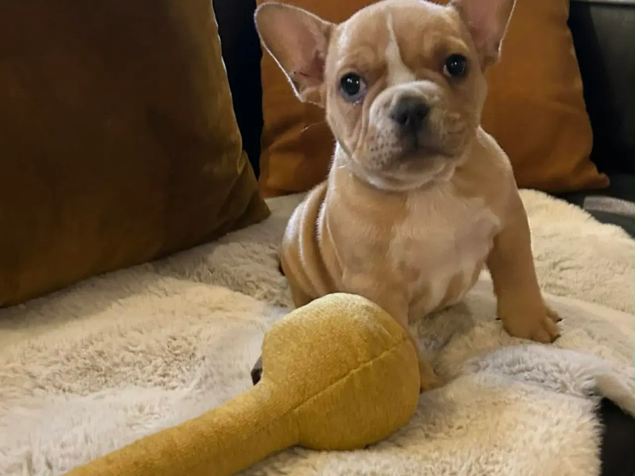 Billede 1 - New english bulldog