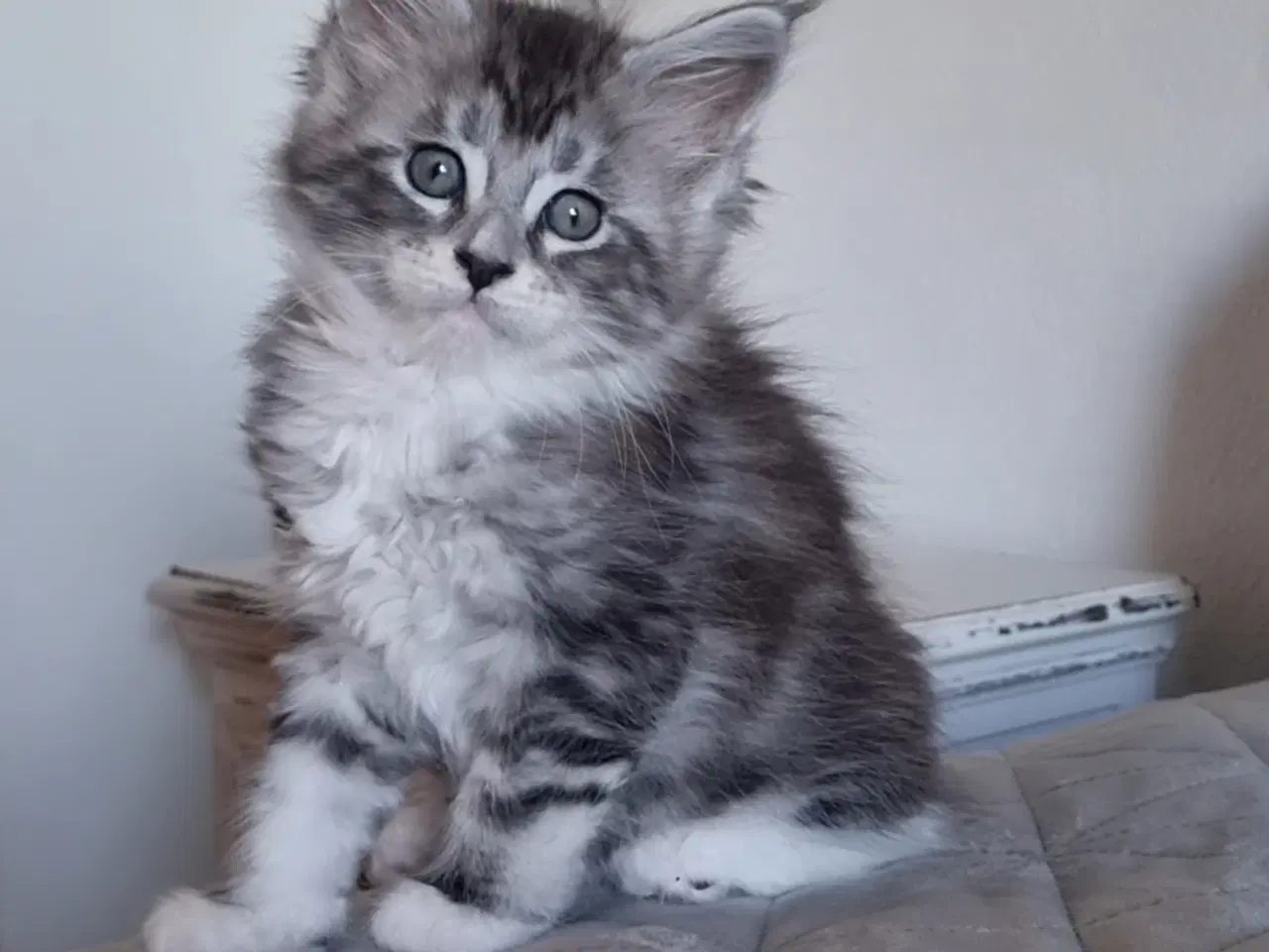 Billede 1 - Maine Coon med stamtavle 