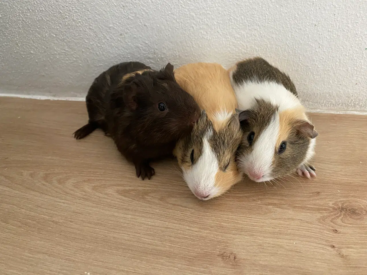 Billede 6 - Marsvinunger - De bedste kæleracer 