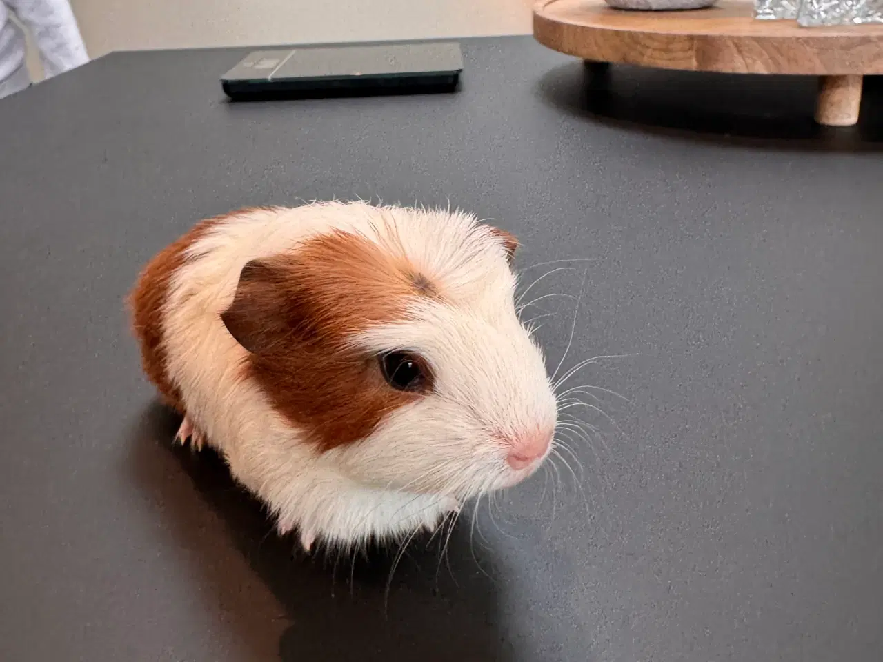 Billede 4 - Marsvin unger, 10 stk blandet