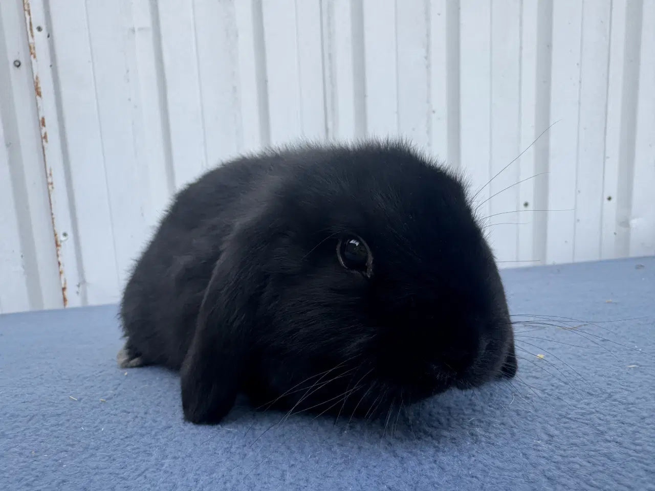 Billede 5 - Dværgvædder hankanin