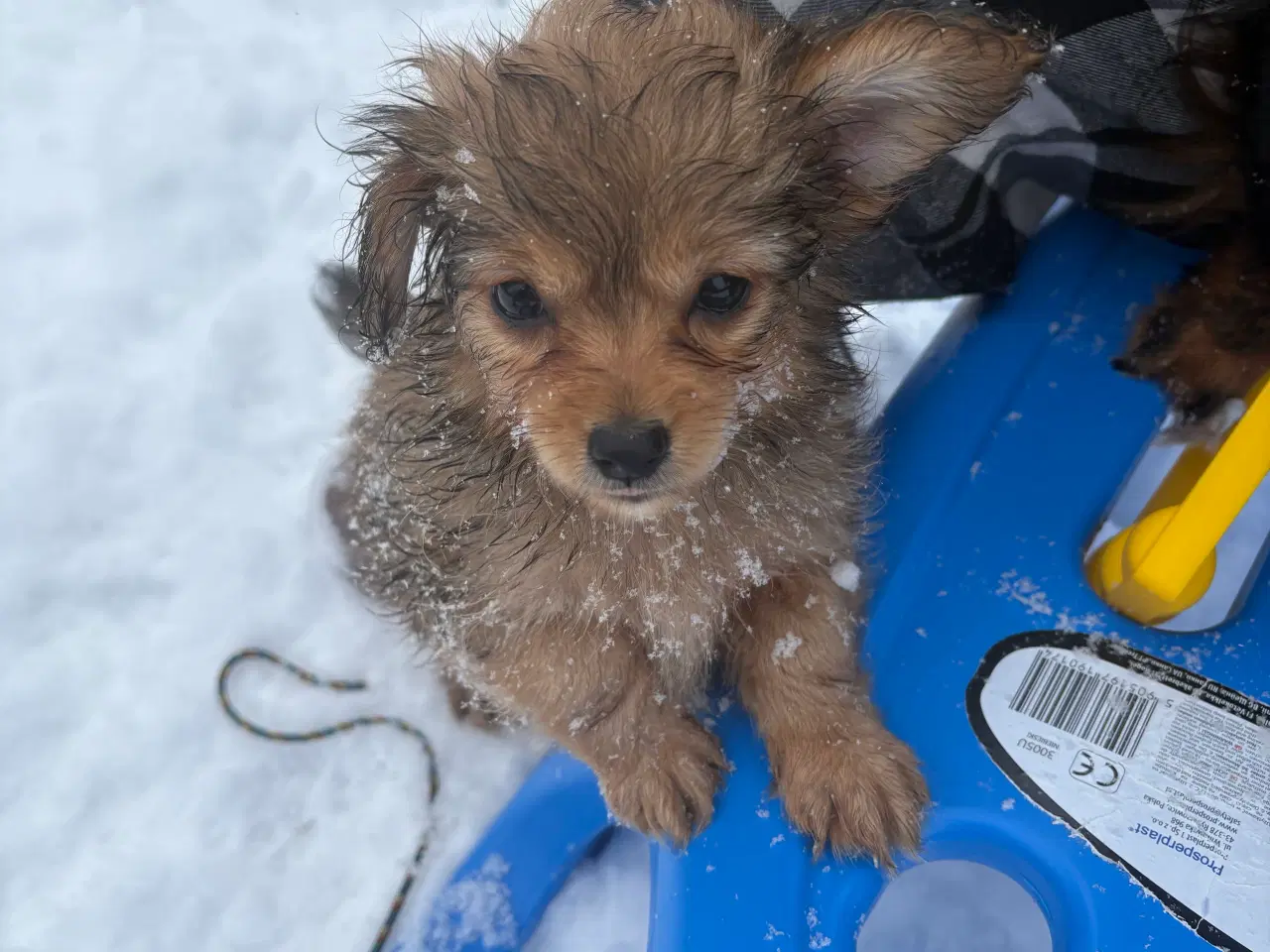 Billede 2 - Gravhund pomeranian blanding