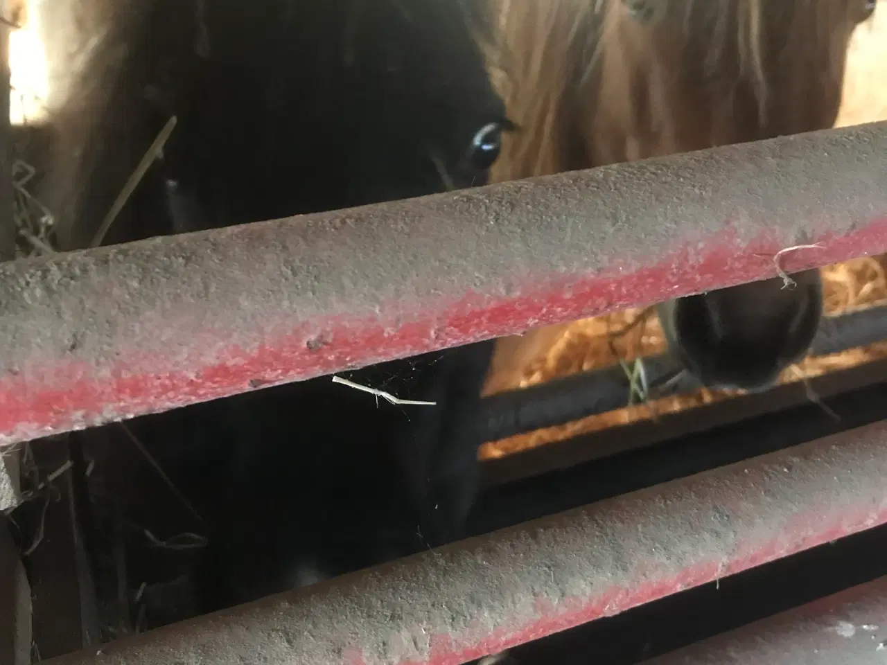 Billede 3 - Hoppe og hingst 