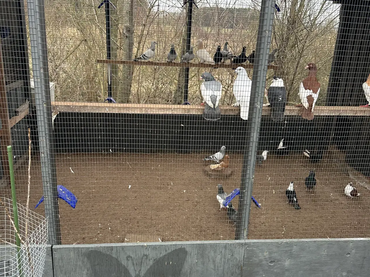 Billede 12 - Mange forskellige Arbisk race due