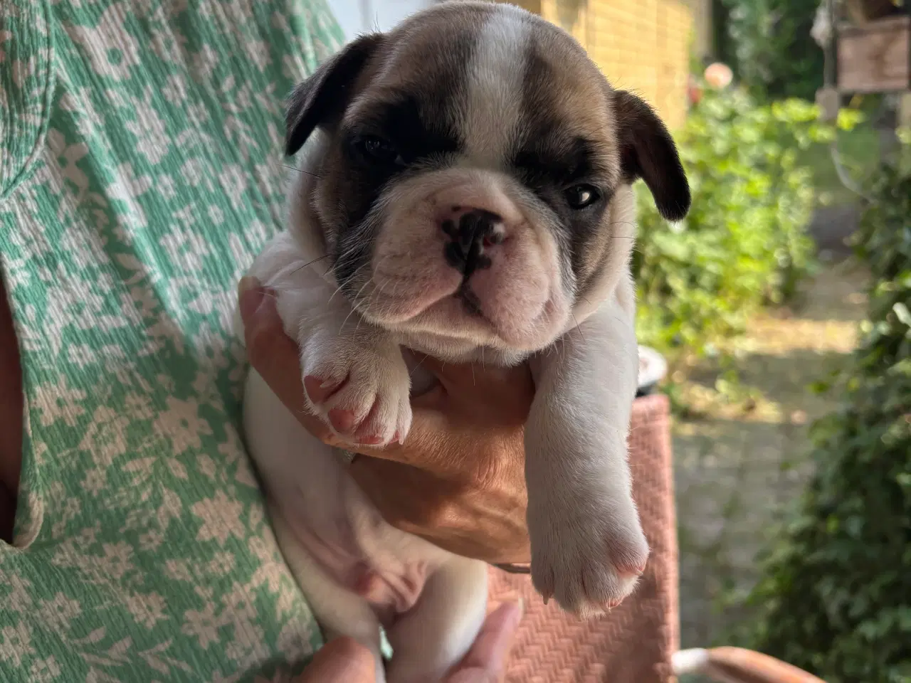 Billede 2 - Franske bulldog hvalpe