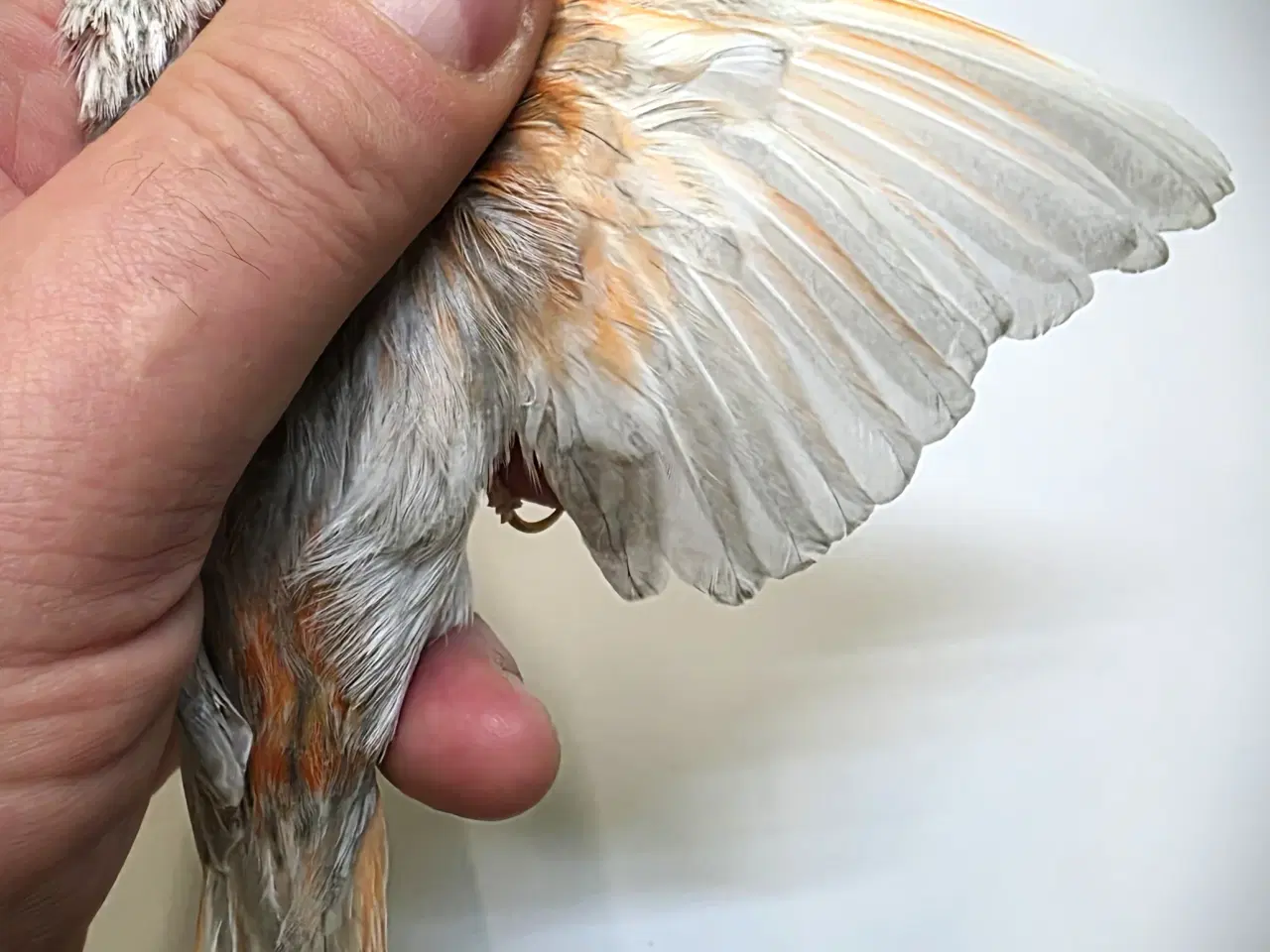 Billede 3 - Race kanarier