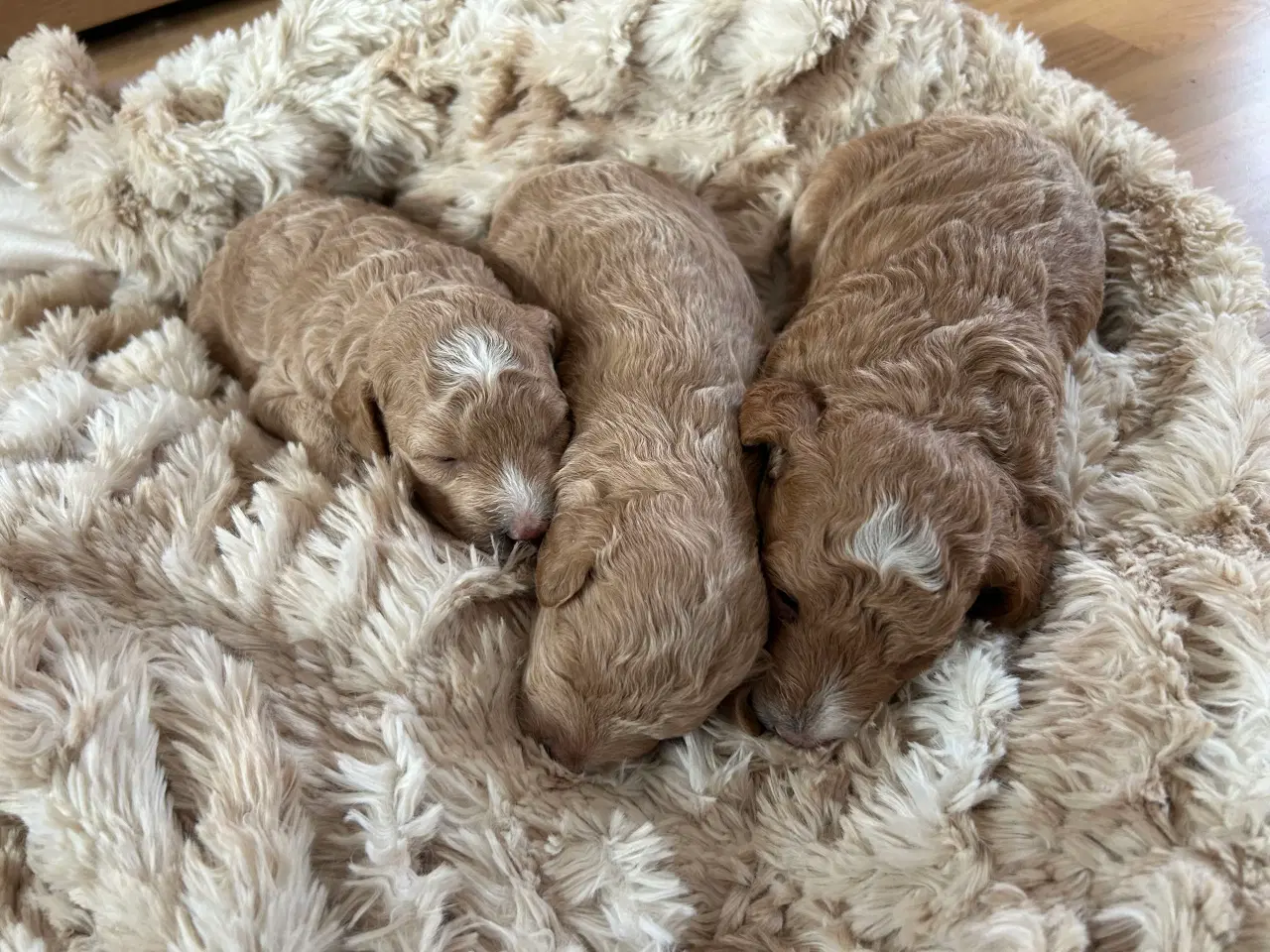 Billede 4 - Dværg puddel hundehvalpe