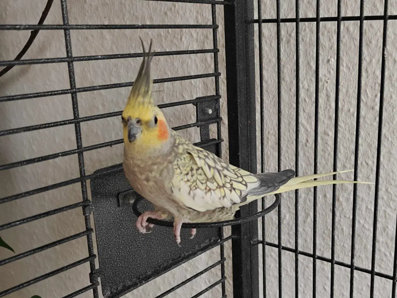 Billede 4 - Nymfeparakitter 